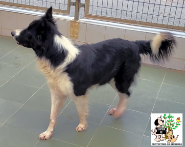 ADOPTADO ADOPTADO