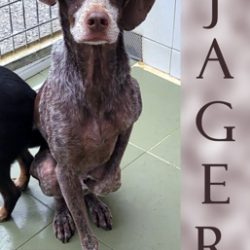 (Español) JAGER