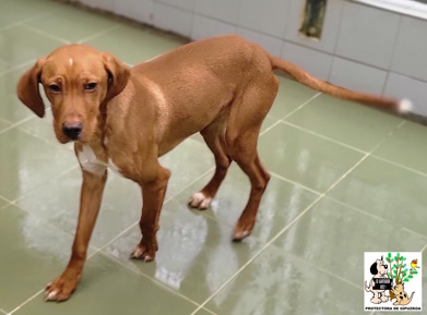 ADOPTADO ADOPTADO