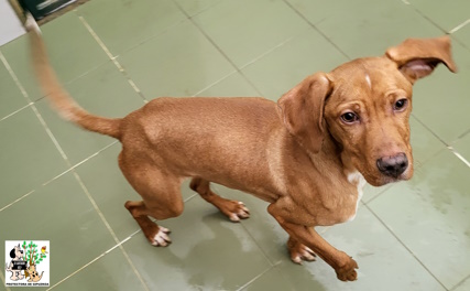 ADOPTADO ADOPTADO