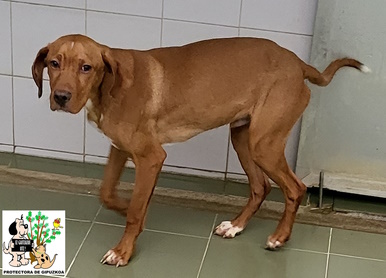 ADOPTADO ADOPTADO