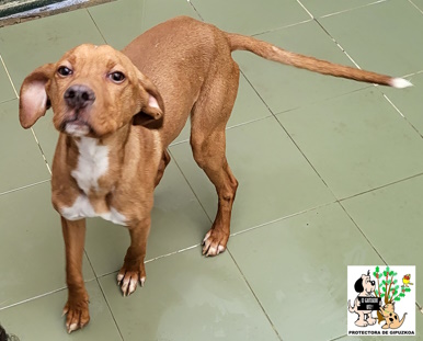 ADOPTADO ADOPTADO