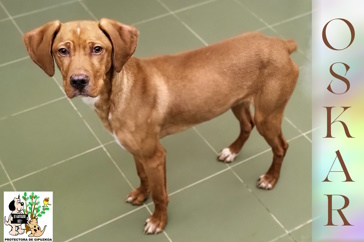 ADOPTADO ADOPTADO