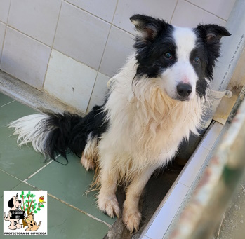 (Español) ADOPTADO (Español) ADOPTADO