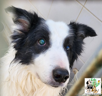 (Español) ADOPTADO (Español) ADOPTADO