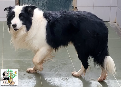 (Español) ADOPTADO (Español) ADOPTADO
