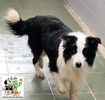 (Español) ADOPTADO (Español) ADOPTADO