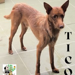 (Español) TICO