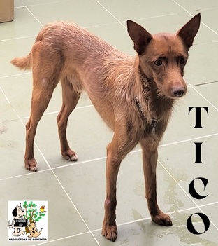 TICO