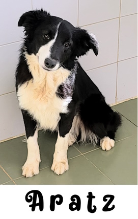 ADOPTADA ADOPTADA
