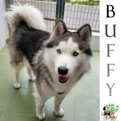 BUFFY
