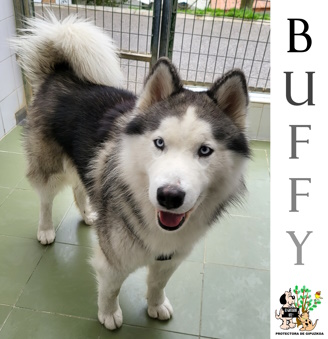 BUFFY