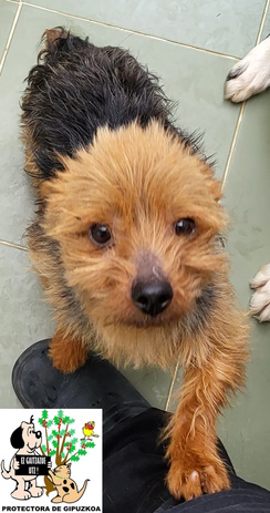ADOPTADO ADOPTADO