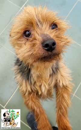 ADOPTADO ADOPTADO
