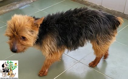 ADOPTADO ADOPTADO