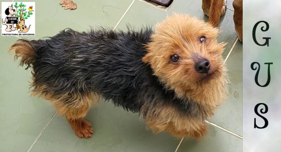 ADOPTADO