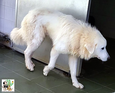 ADOPTADO ADOPTADO