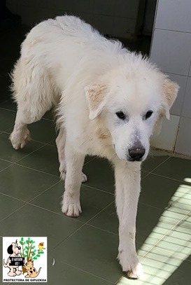 ADOPTADO ADOPTADO