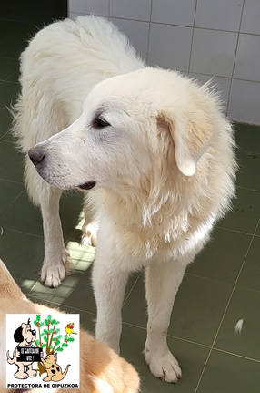 ADOPTADO ADOPTADO