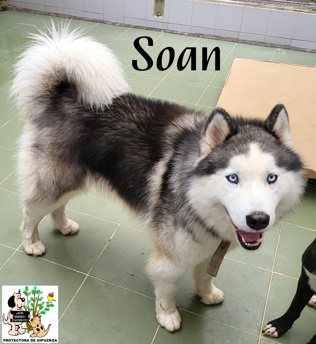 (Español) SOAN (Español) SOAN