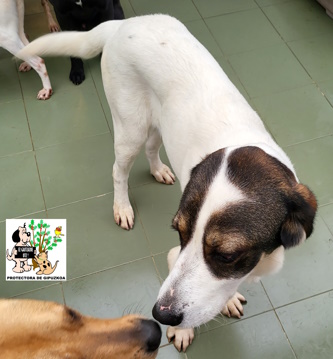 (Español) ADOPTADO (Español) ADOPTADO