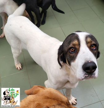 (Español) ADOPTADO (Español) ADOPTADO