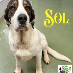 SOL