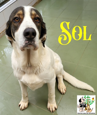 (Español) ADOPTADO (Español) ADOPTADO