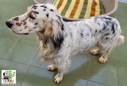 ADOPTADO ADOPTADO