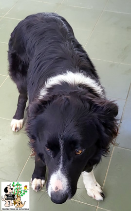 ADOPTADA ADOPTADA