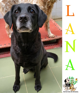 (Español) ADOPTADA (Español) ADOPTADA
