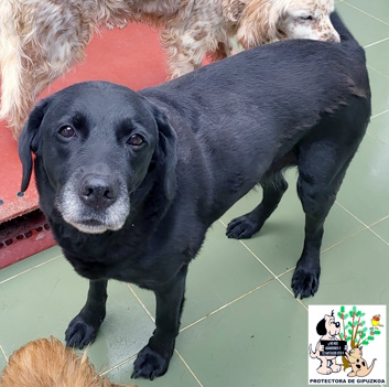 (Español) ADOPTADA (Español) ADOPTADA