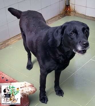 (Español) ADOPTADA (Español) ADOPTADA