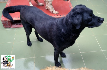 (Español) ADOPTADA (Español) ADOPTADA