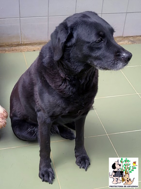 (Español) ADOPTADA (Español) ADOPTADA