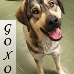 (Español) GOXOA