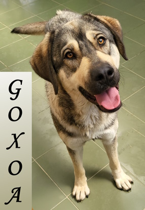 GOXOA GOXOA