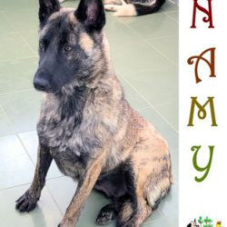 (Español) NAMY