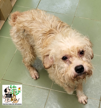 (Español) ADOPTADA (Español) ADOPTADA