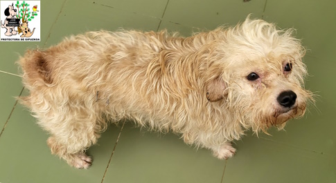 (Español) ADOPTADA (Español) ADOPTADA