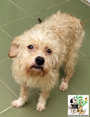 (Español) ADOPTADA (Español) ADOPTADA