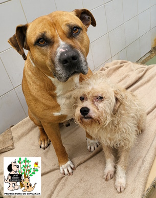 (Español) ADOPTADA (Español) ADOPTADA