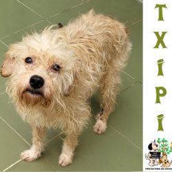(Español) TXIPI
