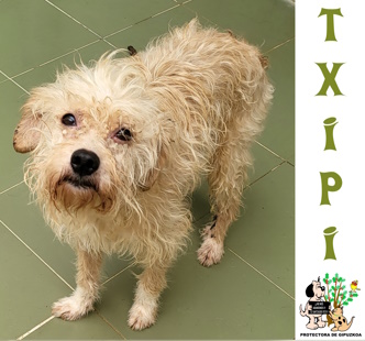 (Español) ADOPTADA (Español) ADOPTADA