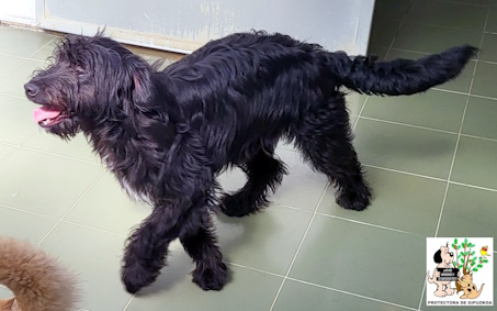 ADOPTADO ADOPTADO