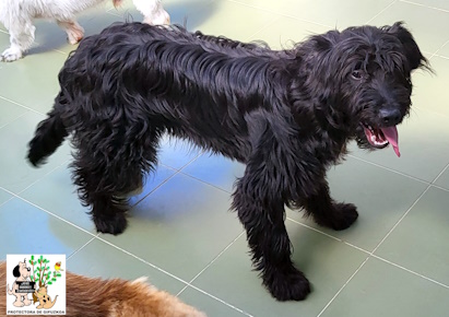 ADOPTADO ADOPTADO