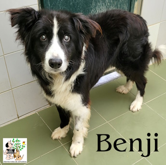 (Español) BENJI