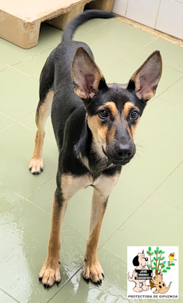 ADOPTADA ADOPTADA