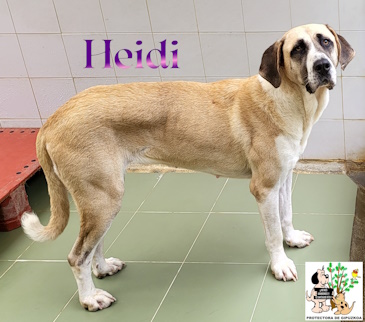ADOPTADA ADOPTADA