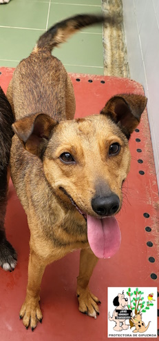 ADOPTADO ADOPTADO